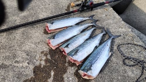 サゴシの釣果