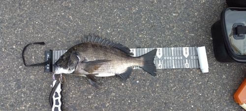 クロダイの釣果