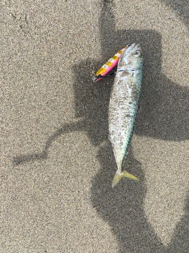 田原サーフ