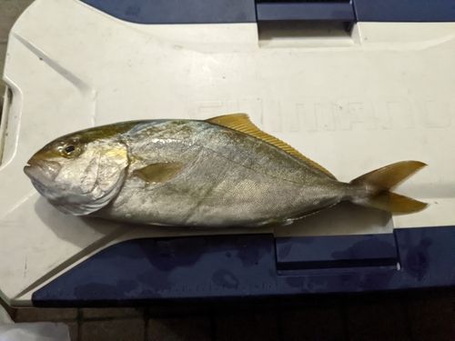 ネリゴの釣果