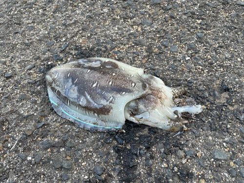 コウイカの釣果