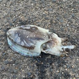 コウイカ