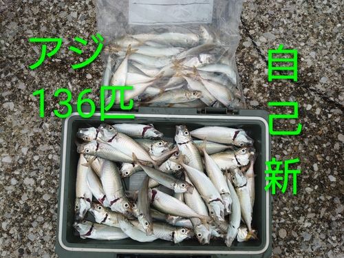 マルアジの釣果