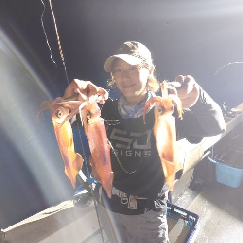 ヤリイカの釣果