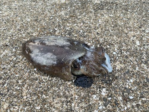 コウイカの釣果