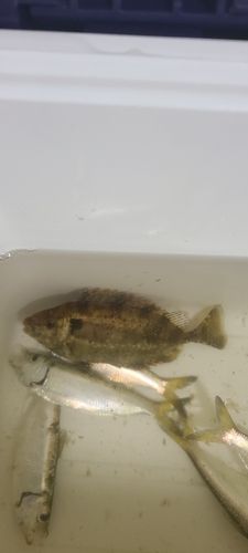 アイゴの釣果