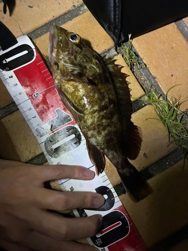 ガシラの釣果