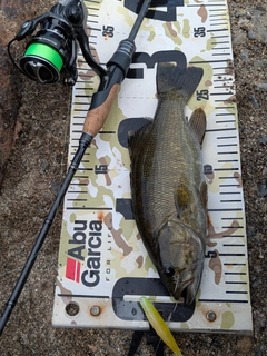 スモールマウスバスの釣果