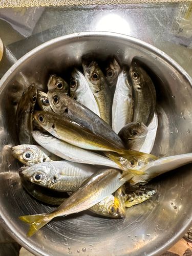 アジの釣果