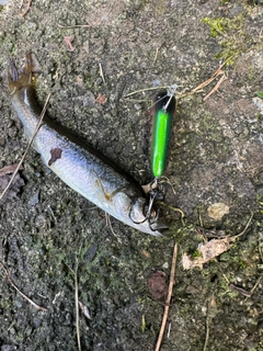 アブラハヤの釣果