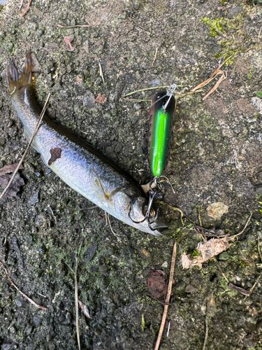 アブラハヤの釣果