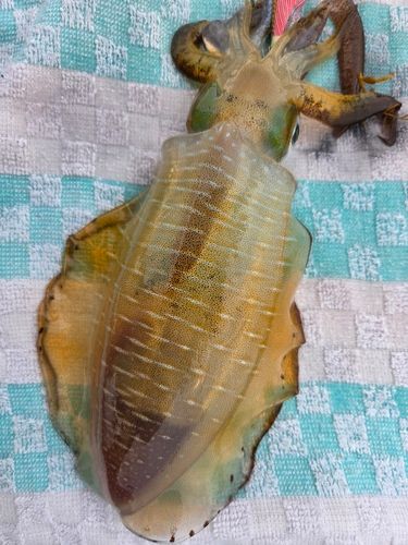 アオリイカの釣果