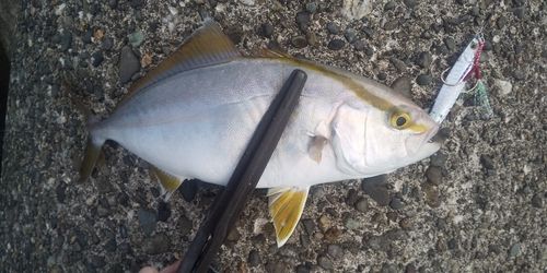 ショゴの釣果