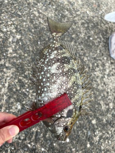 バリの釣果
