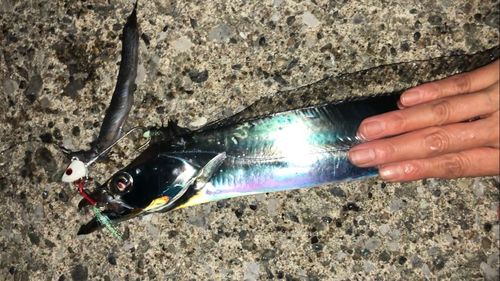 タチウオの釣果