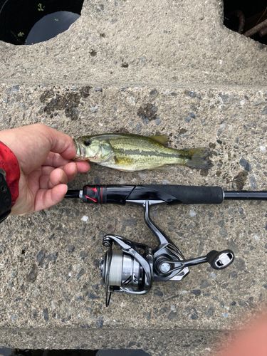 ラージマウスバスの釣果