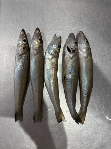 唐津湾