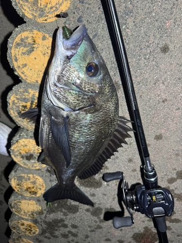 クロダイの釣果