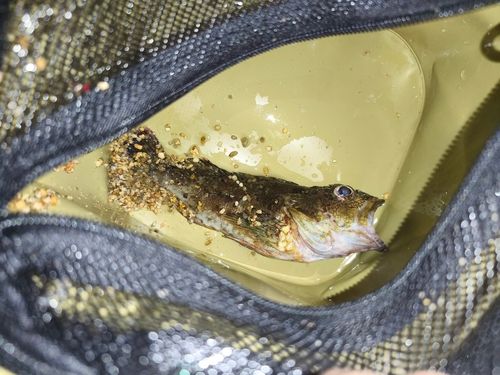 クロメバルの釣果