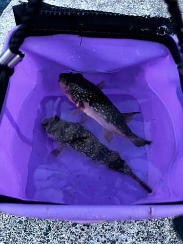 ショウサイフグの釣果