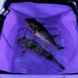 ショウサイフグ