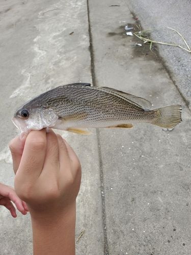 ニベの釣果