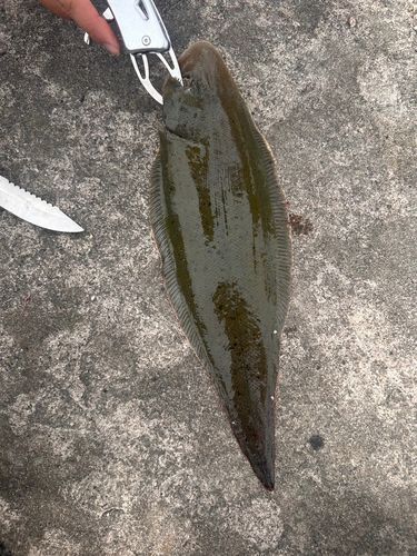 シマウシノシタの釣果