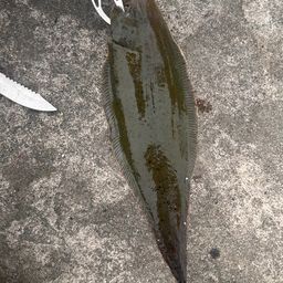 シマウシノシタ