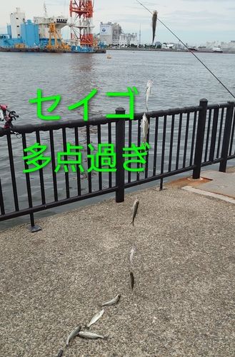 セイゴ（マルスズキ）の釣果