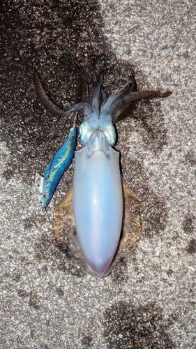 アオリイカの釣果