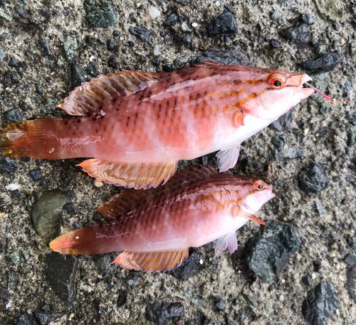 アカササノハベラの釣果