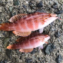 アカササノハベラ