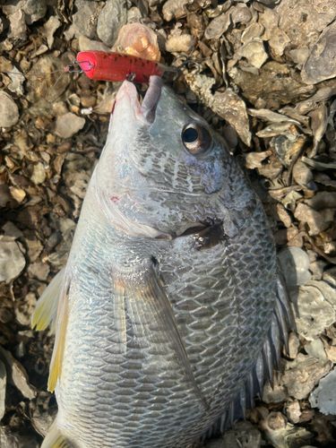 キビレの釣果