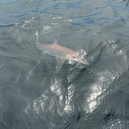 サメ