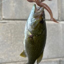 スモールマウスバス