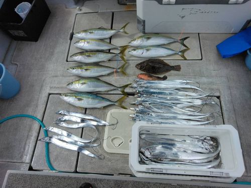 メジロの釣果