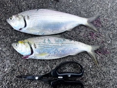 コノシロの釣果