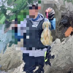 アオリイカ