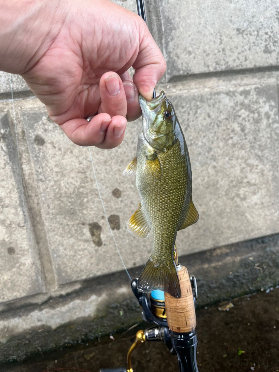 スモールマウスバス