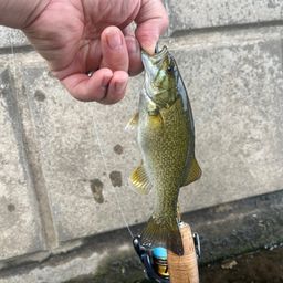 スモールマウスバス