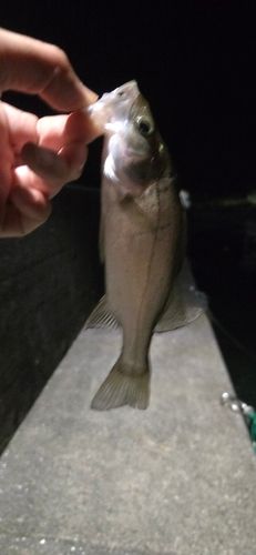 セイゴ（マルスズキ）の釣果