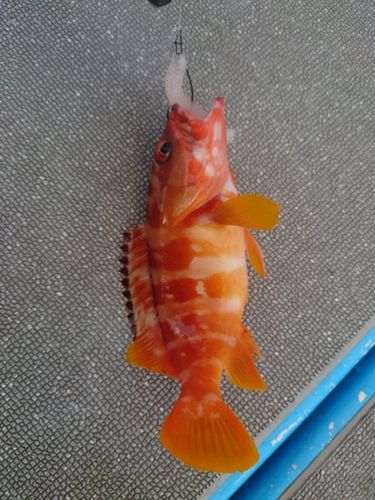 アカハタの釣果