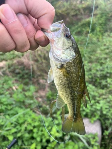 ラージマウスバスの釣果
