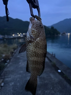 オオモンハタの釣果