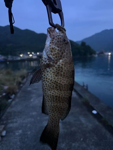 オオモンハタの釣果