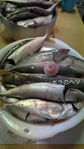 サバの釣果