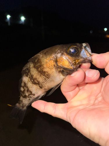メバルの釣果