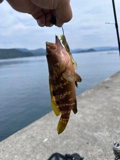 キジハタの釣果
