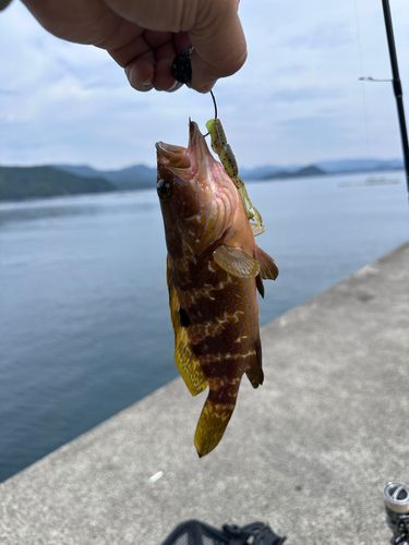 キジハタの釣果