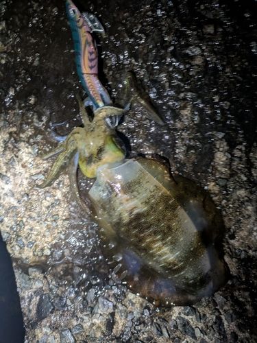 アオリイカの釣果